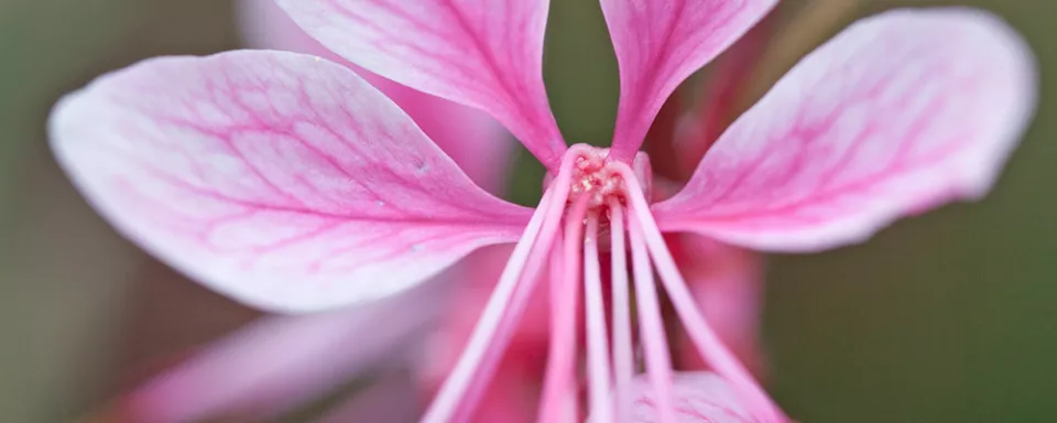 Afbeelding Gaura lindheimeri ‘Siskiyou Pink’