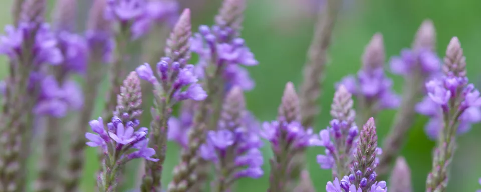 Afbeelding Verbena hastata