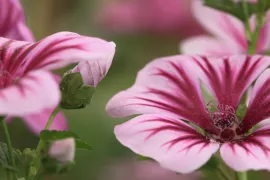 Malva sylvestris ‘Zebrina’