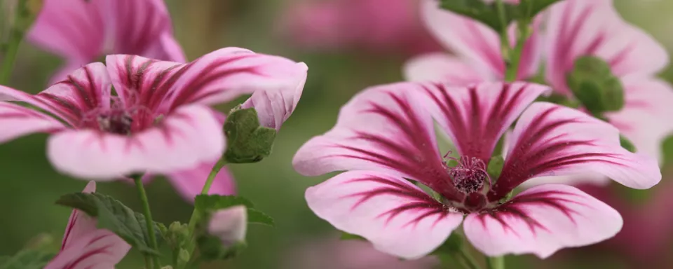 Afbeelding Malva sylvestris ‘Zebrina’