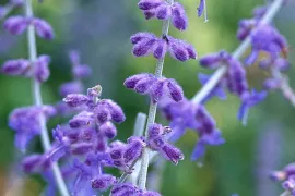 Perovskia atriplicifolia