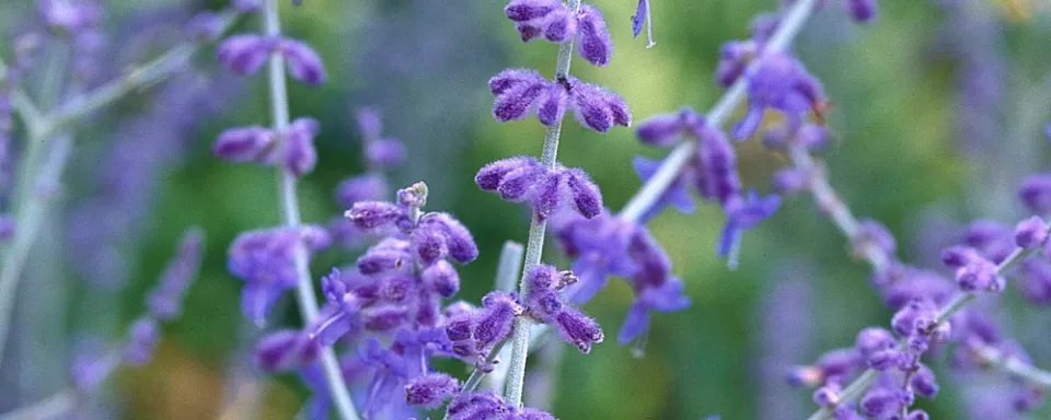 Afbeelding Perovskia atriplicifolia