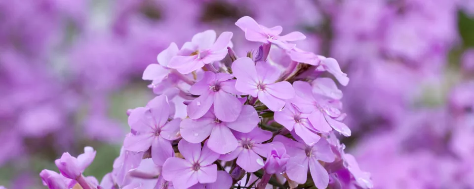 Afbeelding Phlox paniculata ‘Hesperis’