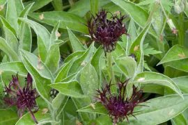 Centaurea montana ‘Jordy’