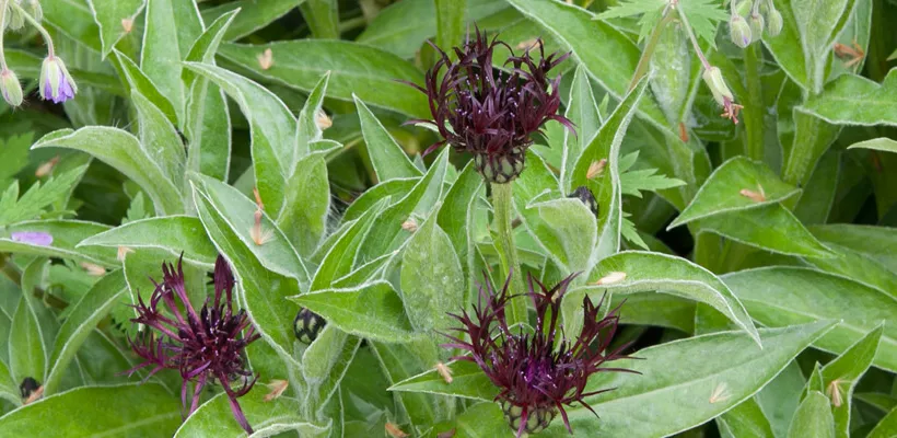 Centaurea montana ‘Jordy’