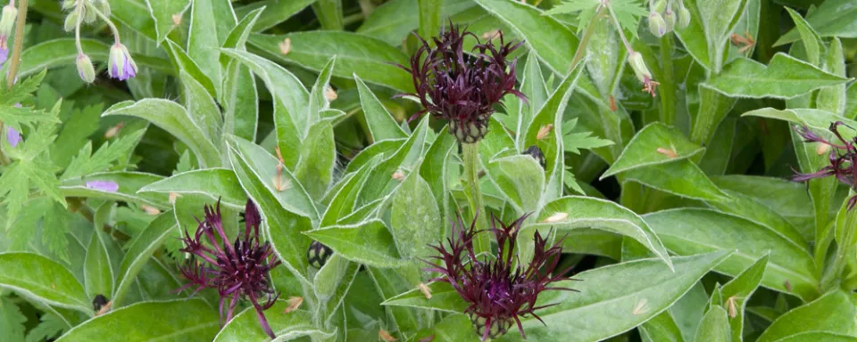 Afbeelding Centaurea montana ‘Jordy’