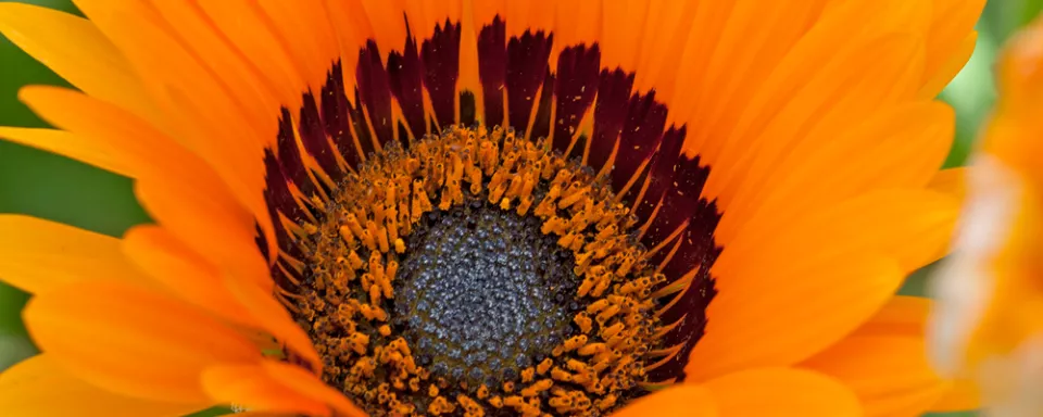 Afbeelding Gazania rigens