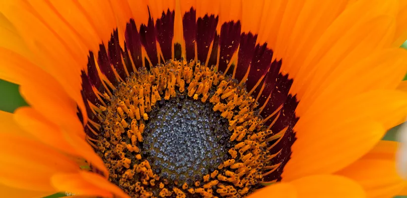 Gazania rigens