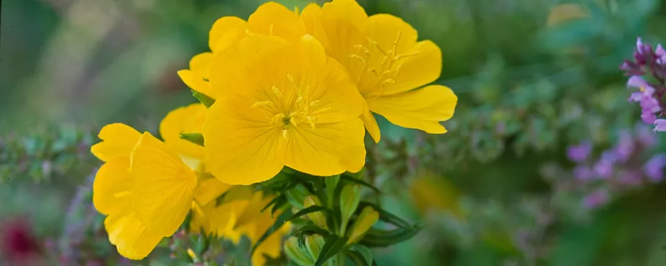 Afbeelding Oenothera fruticosa ‘Fyrvekeri’