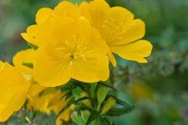 Oenothera fruticosa ‘Fyrvekeri’