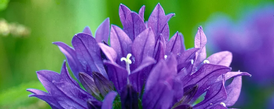Afbeelding Campanula glomerata