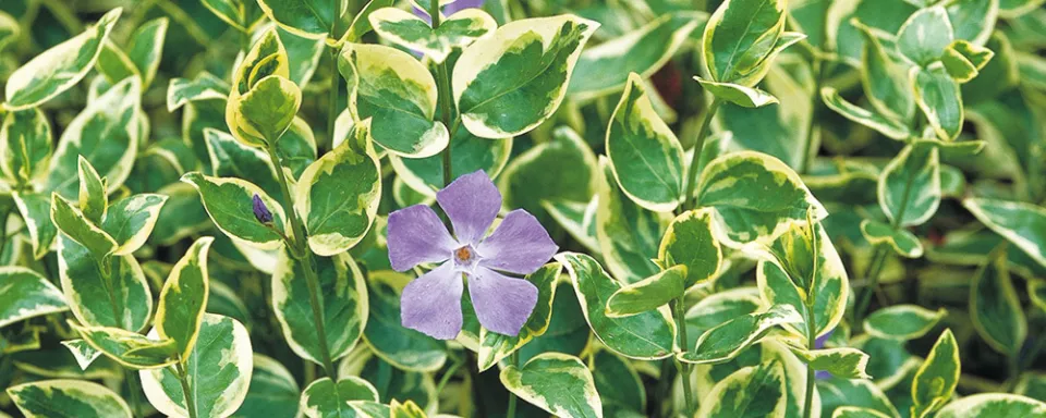 Afbeelding Vinca major ‘Variegata’
