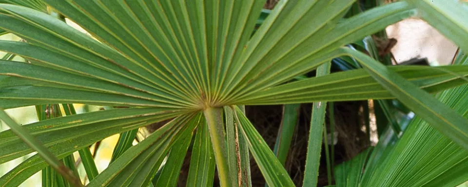 Afbeelding Trachycarpus fortunei