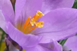 Crocus ‘Spring Beauty’