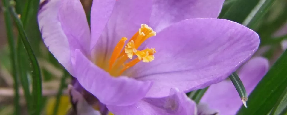 Afbeelding Crocus ‘Spring Beauty’
