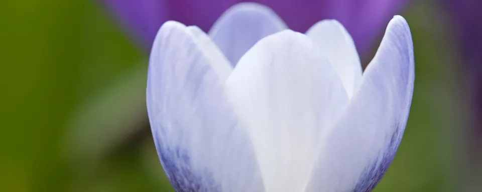 Afbeelding Crocus chrysanthus ‘Blue Pearl’