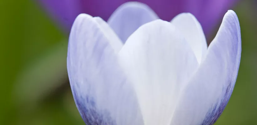 Crocus chrysanthus ‘Blue Pearl’