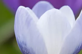 Crocus chrysanthus ‘Blue Pearl’