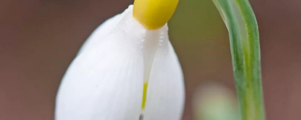 Afbeelding Galanthus ‘Primrose Warburg’