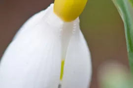 Galanthus ‘Primrose Warburg’