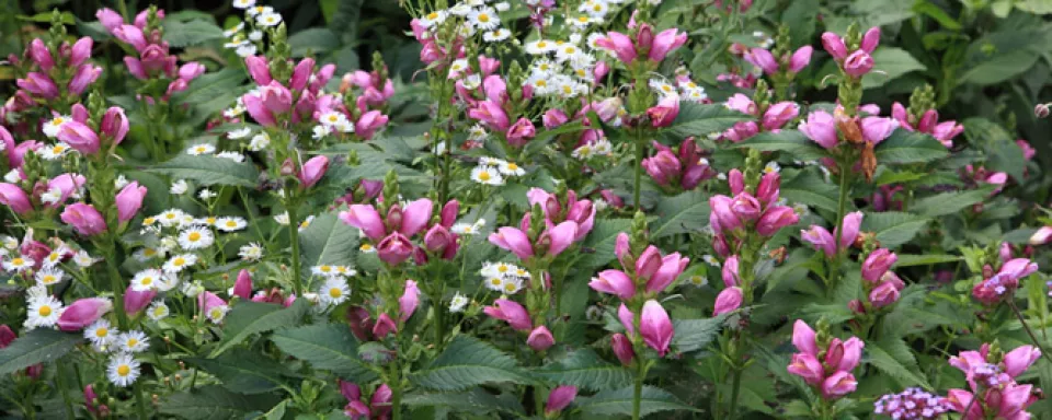 Afbeelding Chelone obliqua