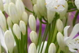 Agapanthus africanus ‘Albus’