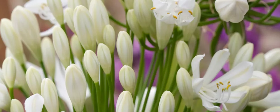 Afbeelding Agapanthus africanus ‘Albus’