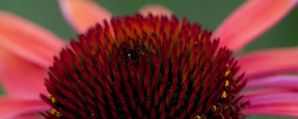 Afbeelding Echinacea ‘Sundown’