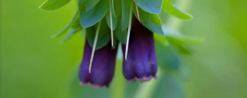 Afbeelding Cerinthe major ‘Purpurascens’