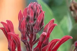 Lobelia tupa