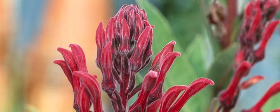Afbeelding Lobelia tupa