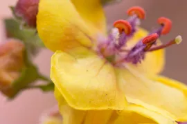 Verbascum ‘Clementine’