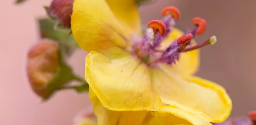 Verbascum ‘Clementine’