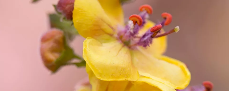 Afbeelding Verbascum ‘Clementine’