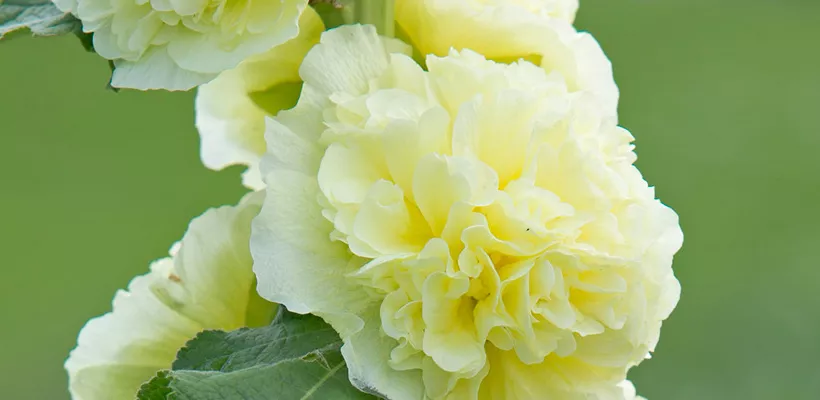 Alcea rosea Chaters Double Hybrid