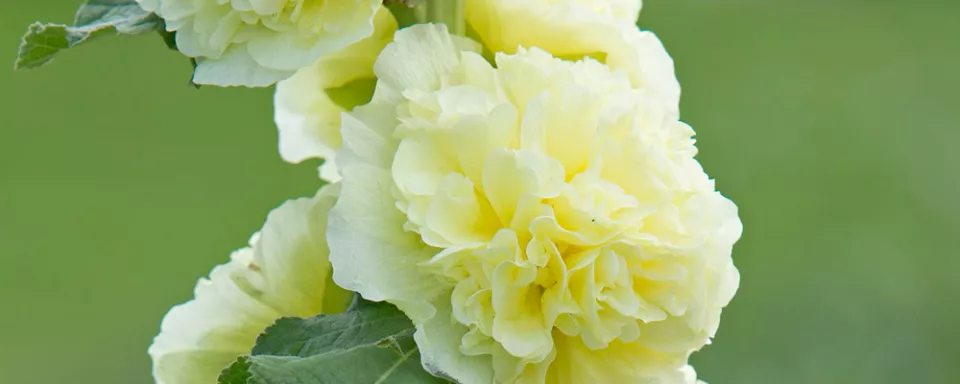 Afbeelding Alcea rosea Chaters Double Hybrid