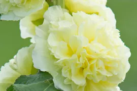 Alcea rosea Chaters Double Hybrid