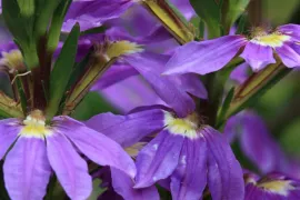Scaevola aemula