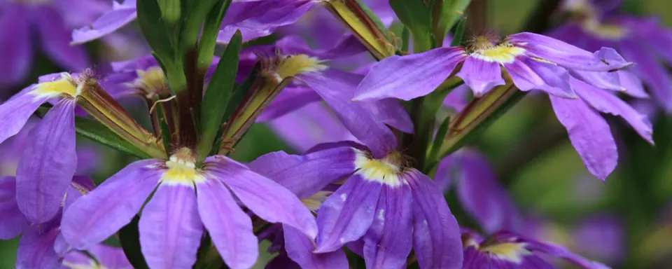 Afbeelding Scaevola aemula