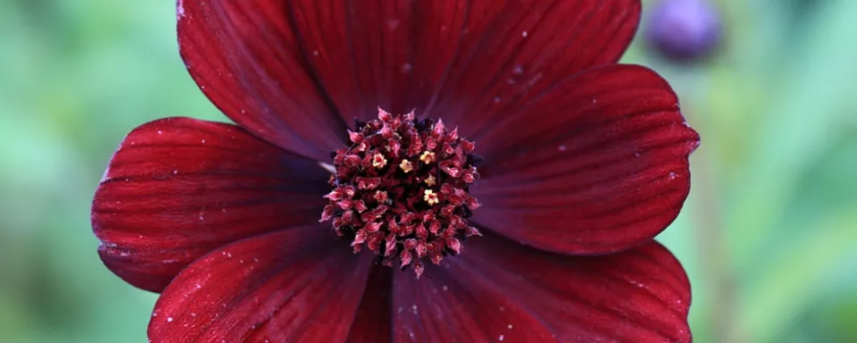 Afbeelding Cosmos atrosanguineus