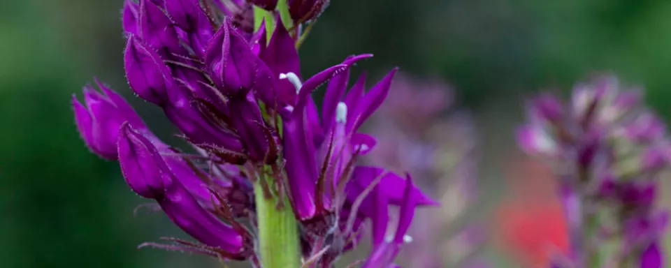 Afbeelding Lobelia ‘Hadspen Purple’
