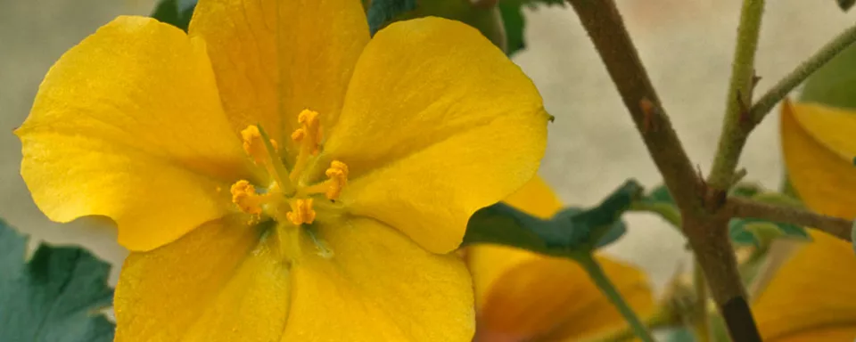 Afbeelding Fremontodendron ‘California Glory’