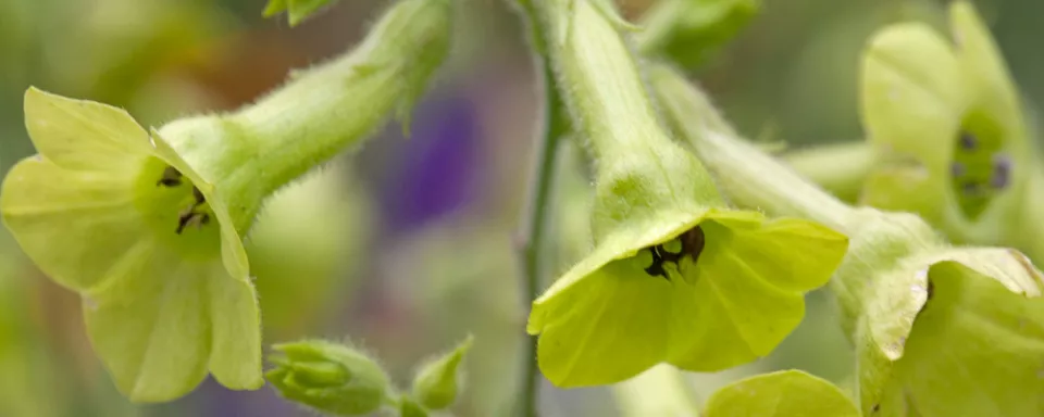 Afbeelding Nicotiana langsdorffii