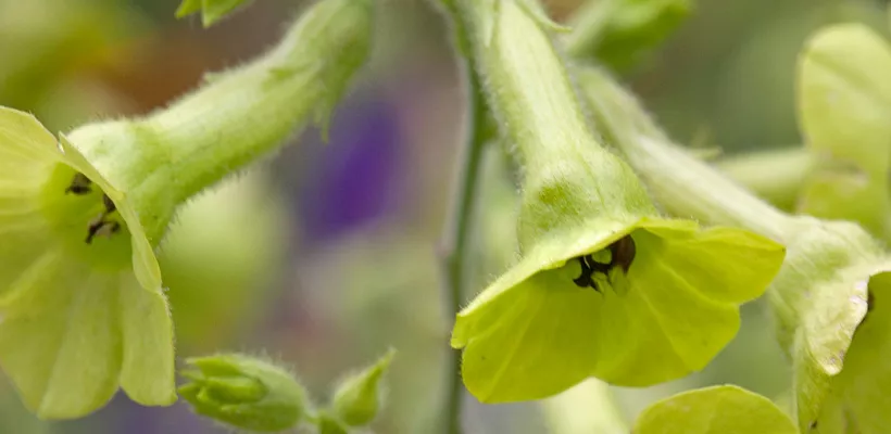 Nicotiana langsdorffii