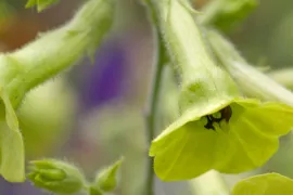 Nicotiana langsdorffii