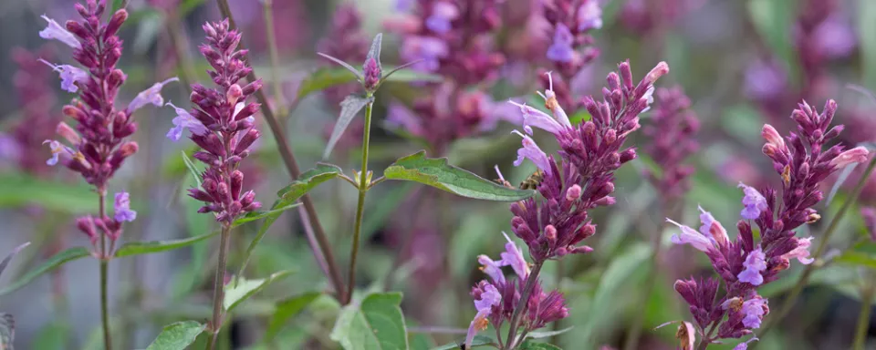 Afbeelding Agastache ‘Linda’