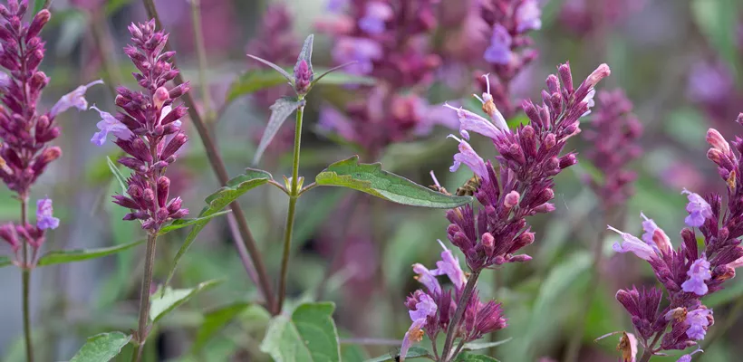 Agastache ‘Linda’