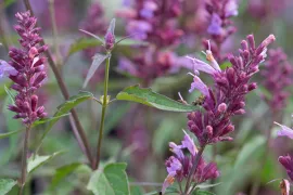 Agastache ‘Linda’