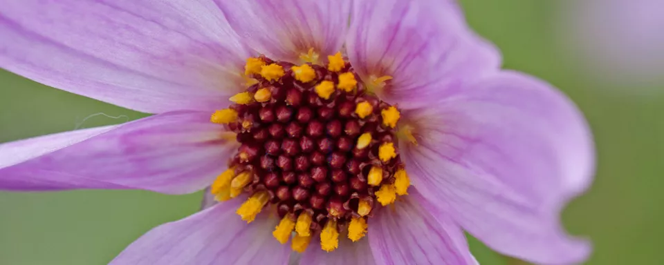 Afbeelding Dahlia merckii