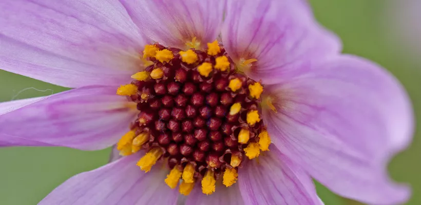 Dahlia merckii